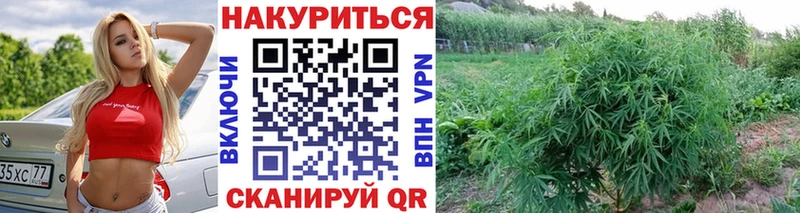 Каннабис марихуана  Купить закладки  Великий Устюг 